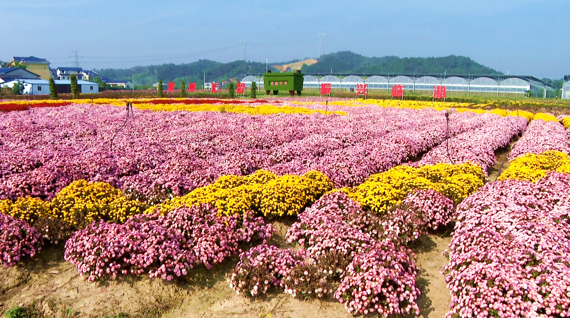 菊博园_副本-1.jpg