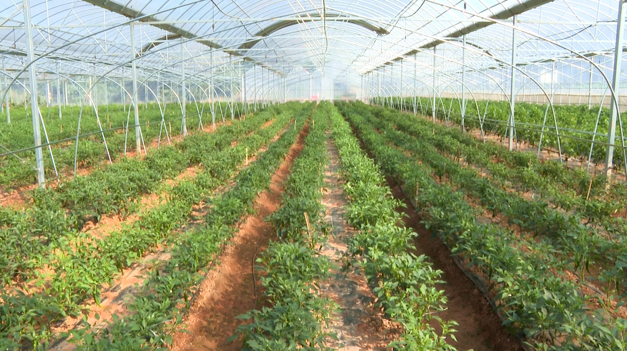 聂市辣椒种植基地航拍013_副本.jpg