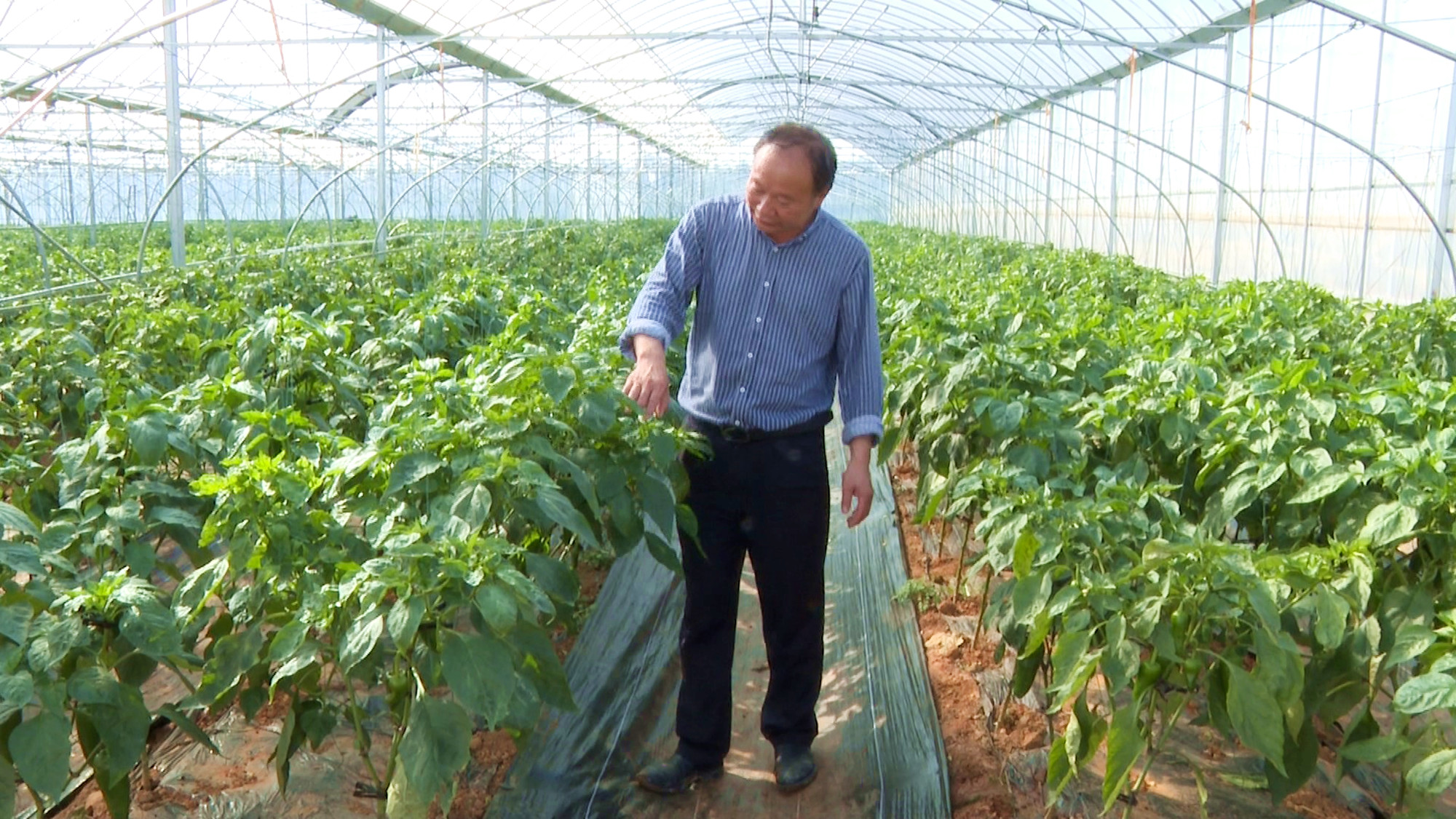 聂市辣椒种植基地航拍018_副本.jpg